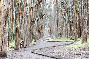 Eucalyptus Grove Wood Line on a rainy day