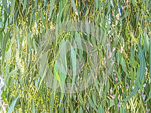 Eucalyptus or gum or gum tree leaves in front of the sun rise.