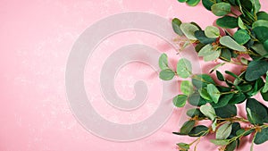 Eucalyptus gum leaves on textured pink background minimalism creative layout.