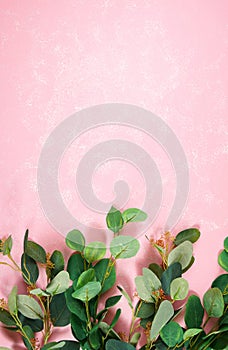 Eucalyptus gum leaves on textured pink background minimalism creative layout.