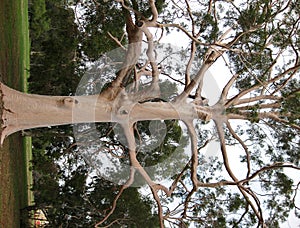 Eucalyptus Gum Tree photo