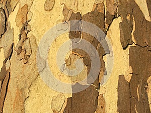 Eucalyptus Gum tree background