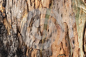 Eucalyptus gum tree bark pattern and texture.