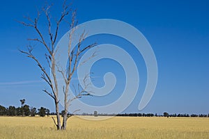Eucalyptus Gum tree in hay meadow near Parkes, New South Wales, Australia.
