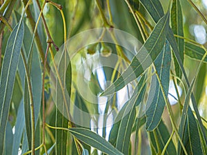 Eucalyptus or gum or gum tree leaves in front of the sun rise.