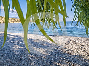Eucalyptus or gum or gum tree leaves in front of the sun rise.