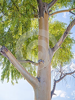 Eucalyptus or gum or gum tree leaves in front of the sun rise.