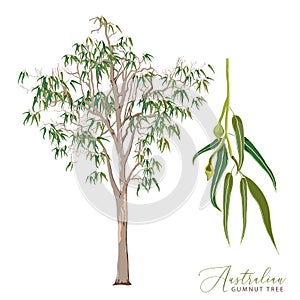 Eucalyptus Gum Tree Vector Illustration