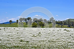 Eucalyptus Gum trees behind flower meadow near Parkes, New South Wales, Australia.