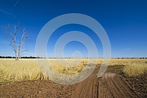 Eucalyptus Gum trees near dirt track in hay meadow near Parkes, New South Wales, Australia.