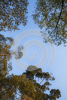 Eucalyptus and gum trees and sky in Australia