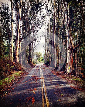 Eucalyptus Highway photo