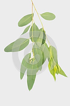 Eucalyptus isolated on gray background with clipping path.