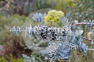 `Eucalyptus krueseana`, common name book-leaf mallee growing Western Australia.