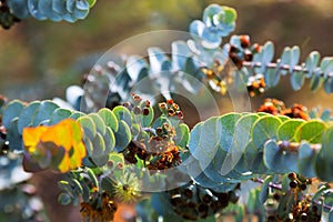 Eucalyptus krueseana leaves