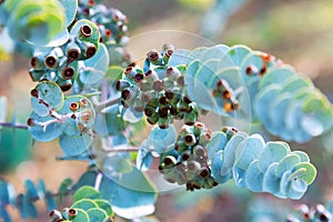 Eucalyptus krueseana plant