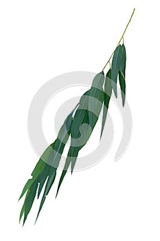 Eucalyptus leaf branch isolated on white background with clipping path