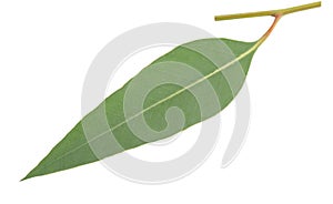 Eucalyptus leaf isolated