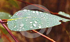 Eucalyptus leaf