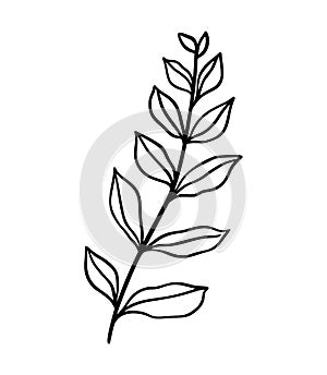 Eucalyptus leaf vector illustration. Floral hand drawn branch, linear element. Boho elegant leaves isolated on white