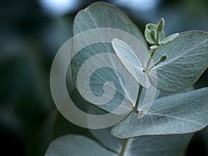 Eucalyptus Leaves