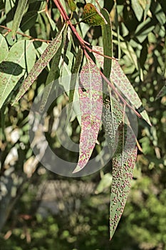 Eucalyptus leaves, affected by pink and yellow Gauls, Sunny day