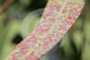 Eucalyptus leaves, affected by pink and yellow Gauls, Sunny day