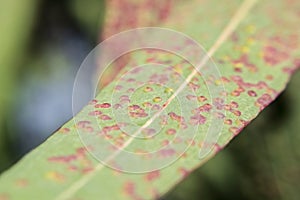 Eucalyptus leaves, affected by pink and yellow Gauls, Sunny day