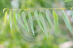 Eucalyptus leaves background