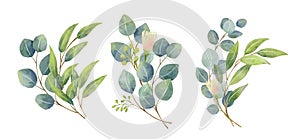 Eucalyptus leaves bouquet in a watercolor style. Floral and leaves bouquets arrangements photo