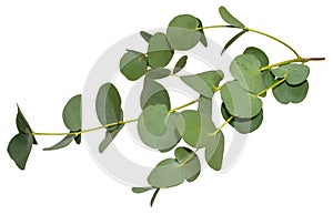 Eucalyptus Leaves