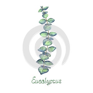 Eucalyptus leaves and branch blue green isolated on white background