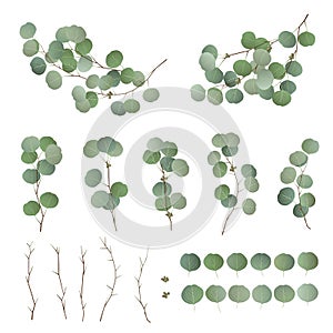 Eucalyptus leaves and branch collection. Vector illustration
