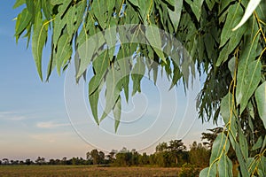 Eucalyptus leaves. branch eucalyptus tree nature background