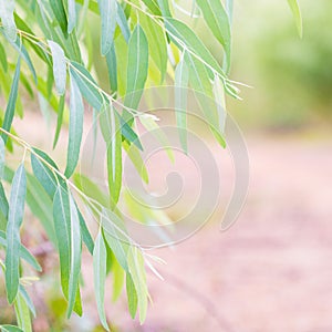 Eucalyptus leaves. branch eucalyptus tree nature background