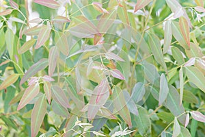 Eucalyptus leaves. branch eucalyptus tree nature background