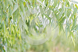 Eucalyptus leaves. branch eucalyptus tree nature background