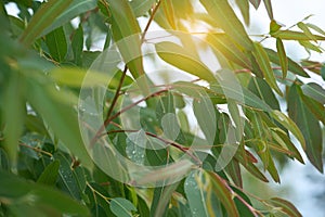 Eucalyptus leaves. branch eucalyptus tree nature background