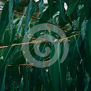 Eucalyptus leaves. branch eucalyptus tree nature background