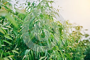 Eucalyptus leaves. branch eucalyptus tree nature background