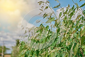 Eucalyptus leaves. branch eucalyptus tree nature background