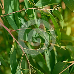 Eucalyptus leaves. branch eucalyptus tree nature background