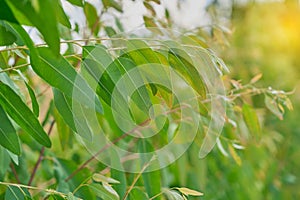 Eucalyptus leaves. branch eucalyptus tree nature background