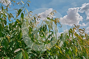 Eucalyptus leaves. branch eucalyptus tree nature background