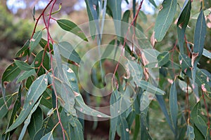 Eucalyptus leaves in bush land photo