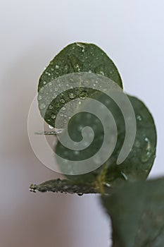 eucalyptus leaves covered in drops