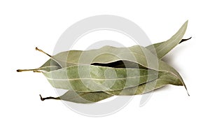Eucalyptus leaves photo