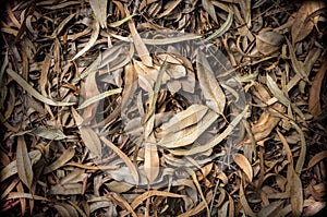 Eucalyptus Leaves dry on for background