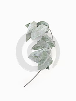 Eucalyptus leaves dry tree branch and with shadows on white background isolated
