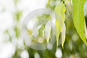 Eucalyptus leaves